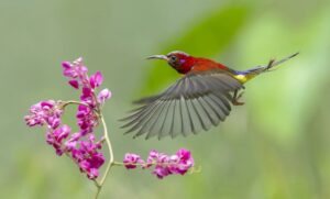 Chim hút mật: Cách nuôi và các loại phổ biến ở Việt Nam