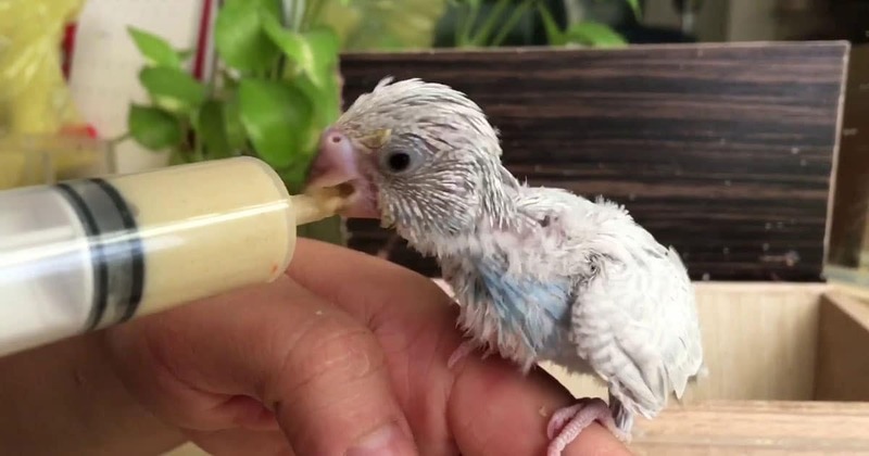Cách luyện cho chim yến phụng hót hay, dạn người