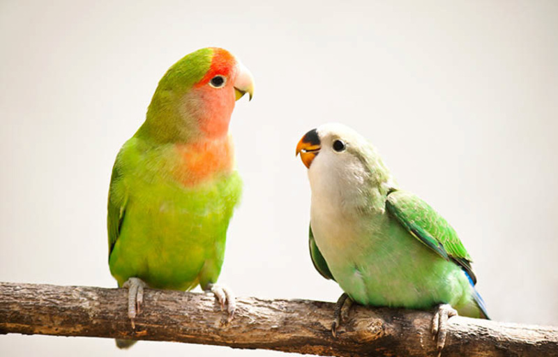 Vẹt lovebird: Giá bán, cách nuôi và phân biệt trống mái 3 Cách nuôi vẹt lovebird cho người mới nuôi