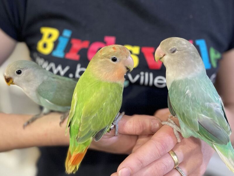 Vẹt lovebird: Giá bán, cách nuôi và phân biệt trống mái 2 Vẹt lovebird là gì? Đặc điểm và ý nghĩa tên gọi