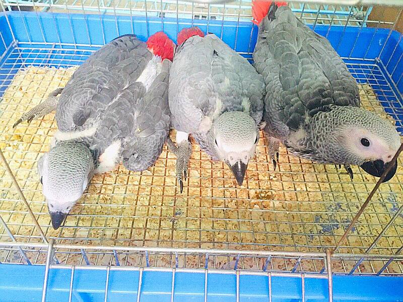 Cách dạy vẹt xám châu phi nói hiệu quả