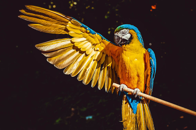 Cách nuôi vẹt macaw tại nhà cho người mới