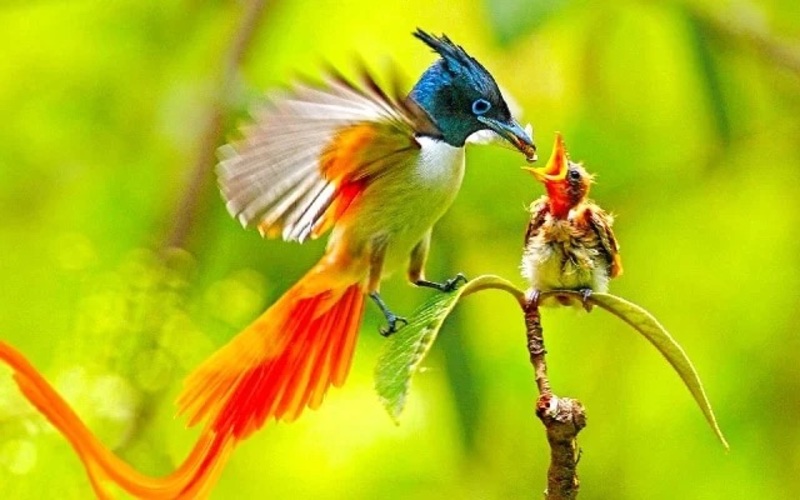 Các loại chim thiên đường độc lạ và sự đa dạng của họ chim thiên đường