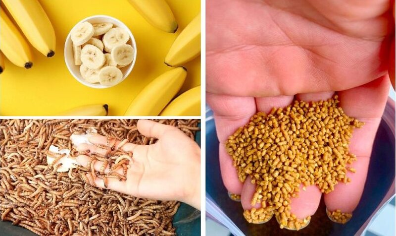 Thức ăn cho chim chào mào (cám, trái cây, mồi tươi)