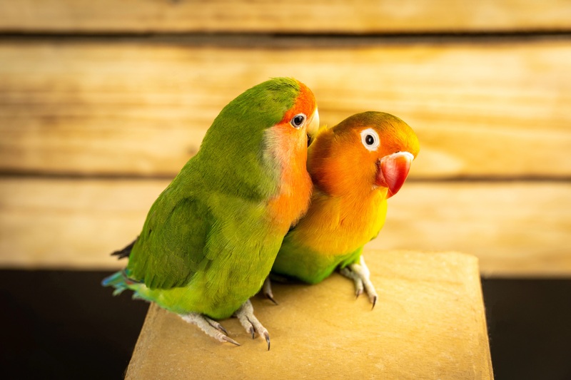 Vẹt lovebird: Giá bán, cách nuôi và phân biệt trống mái 1 Vẹt lovebird: Giá bán, cách nuôi và phân biệt trống mái