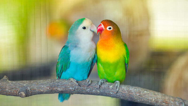 Vẹt lovebird: Giá bán, cách nuôi và phân biệt trống mái 4 Cách ghép đôi và chăm sóc lovebird sinh sản
