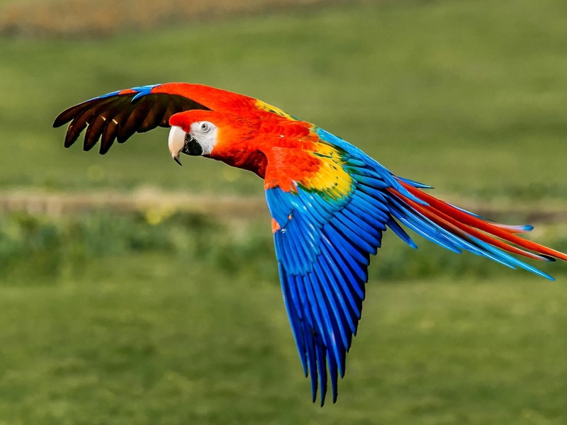 Vẹt Macaw: Bảng giá năm 2026, cách nuôi và dinh dưỡng từ A-Z