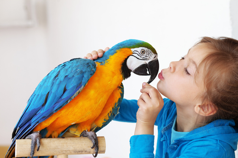 Vẹt macaw có biết nói không? Khả năng bắt chước giọng nói