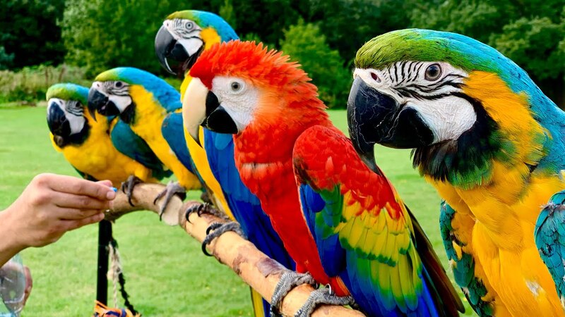 Vẹt macaw giá bao nhiêu? Theo màu sắc, độ tuổi