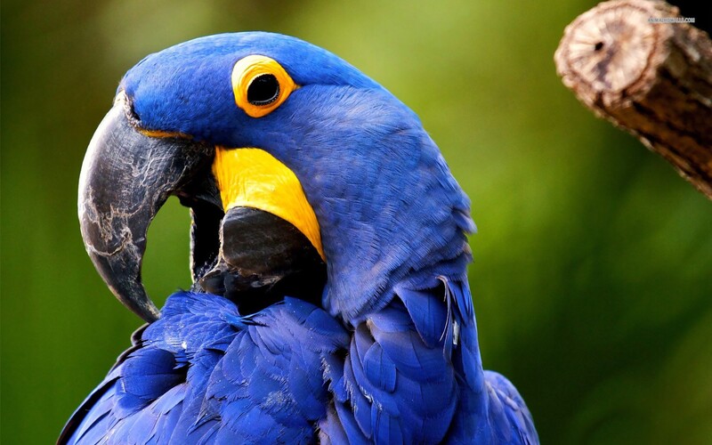 Vẹt macaw là gì? Đặc điểm và các dòng macaw phổ biến