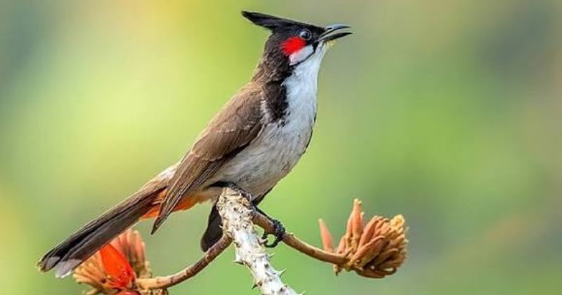 Cách chọn đúng “cám bộ ba phép thuật” cho từng tình trạng