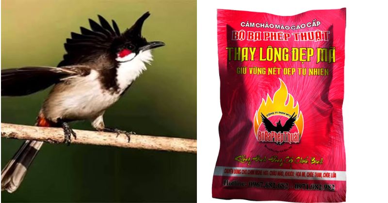 Cám bộ ba phép thuật thay lông