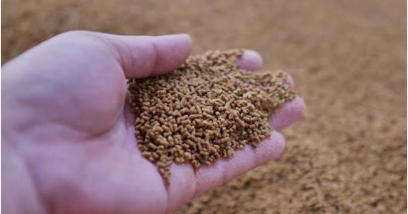 Cám bộ ba phép thuật thay thế mồi tươi