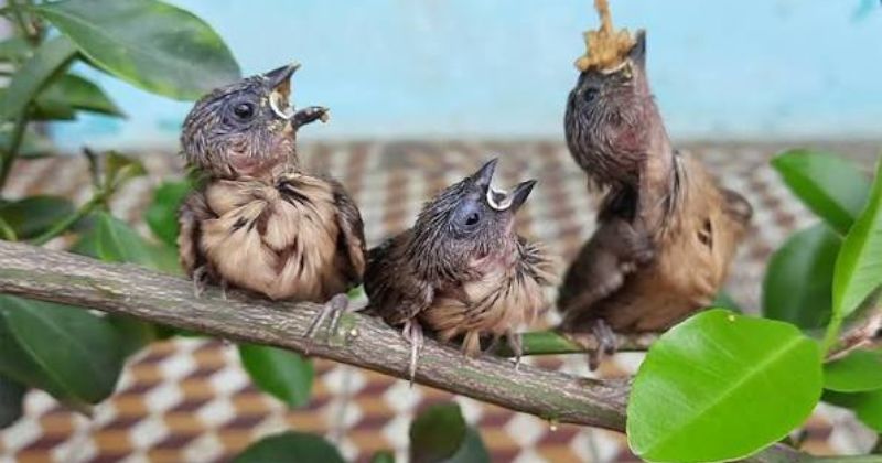 Các loại chim ri phổ biến nhất tại Việt Nam hiện nay