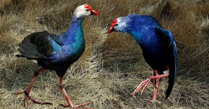 Cách phân biệt chim trích cồ trống và mái chính xác