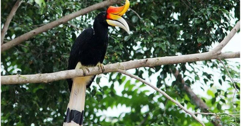 Đặc điểm hình thái nổi bật của chim phượng hoàng đất