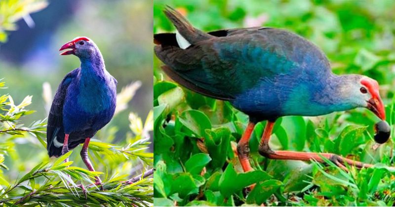 Đặc điểm ngoại hình chim trích cồ