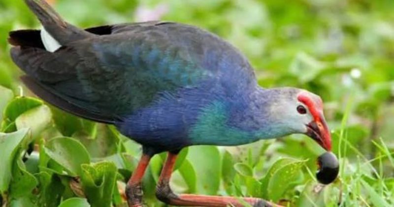 Kỹ thuật nuôi chim trích cồ non