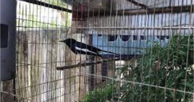 Kỹ thuật thuần chim chìa vôi bổi nhanh thuần người