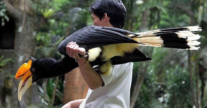 Quy định bảo tồn và sự thật về việc nuôi phượng hoàng đất làm cảnh