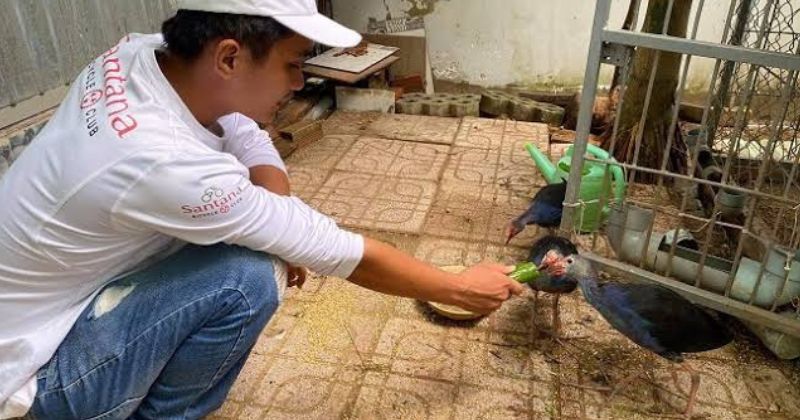 Tập tính độc đáo Chim cảnh biết trông nhà như chó cưng