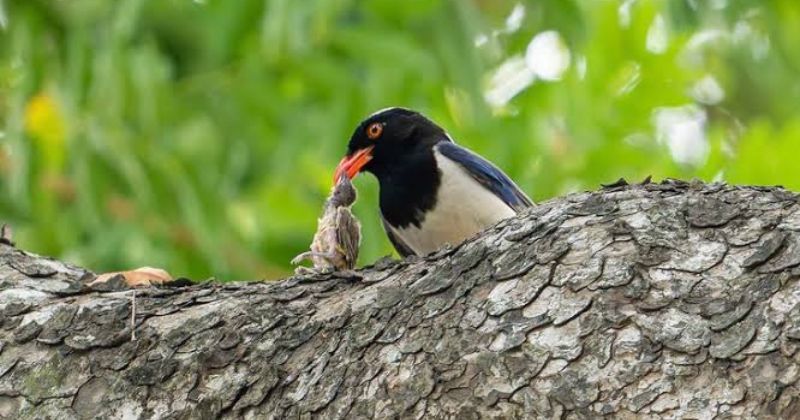 Tập tính sinh sản độc đáo bậc nhất thế giới tự nhiên
