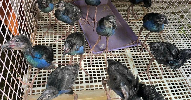 Thiết kế chuồng trại nuôi trích cồ