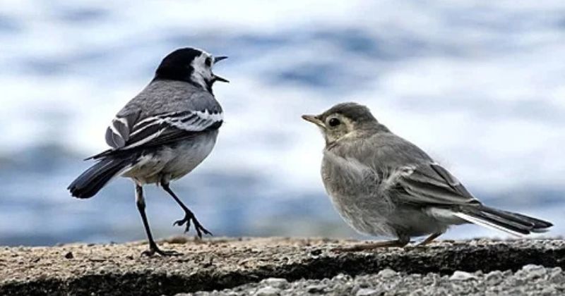 phân biệt chim chìa vôi trống và mái